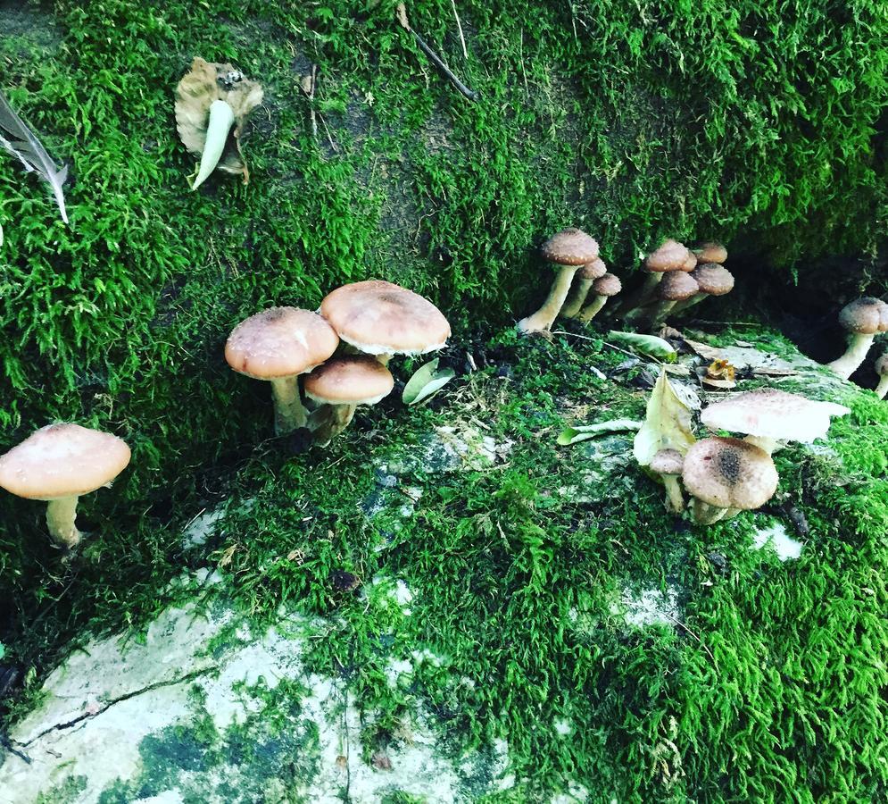 Ristorante Locanda San Luca Marostica Eksteriør bilde
